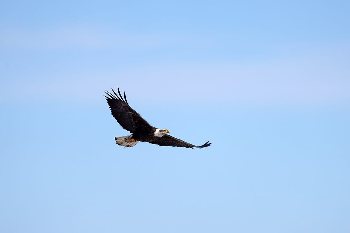 A bald eagle gliding across a pale blue sky, dark wings spread wide and white head turned towards the camera