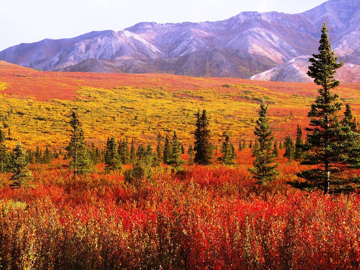 Tundra ablaze with red and yellow autumn shrubs and dotted with dark spruce trees, below bare lilac-grey mountains