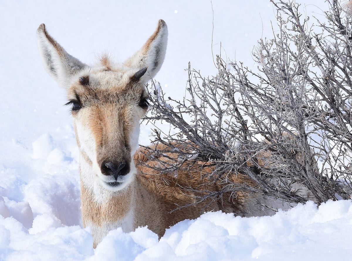 A pronghorn doe with big ears and dark lashes lying in deep snow beside a bare grey sagebrush, looking straight at the camera