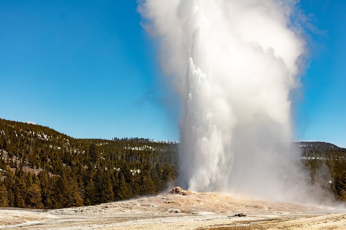 Old Faithful blasting a tall white column of water and steam into a clear blue sky above a pale mineral mound and pine-covered hills