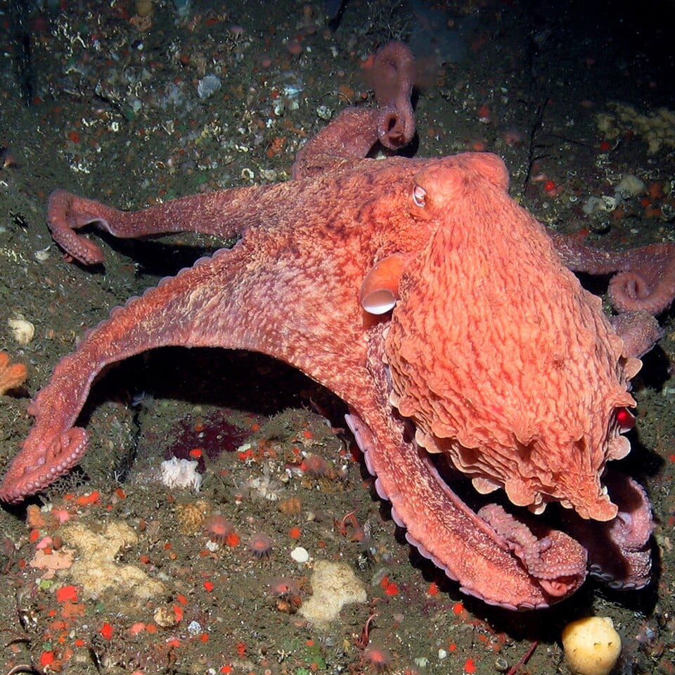 A reddish-orange octopus with wrinkled skin crawling over the dark seabed, its long suckered arms spread wide