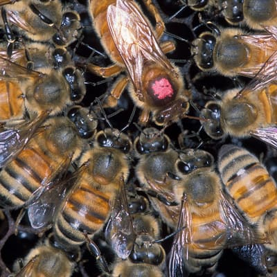 Close-up of honey bees crowding dark comb around a larger, longer queen with a red paint dot on her back