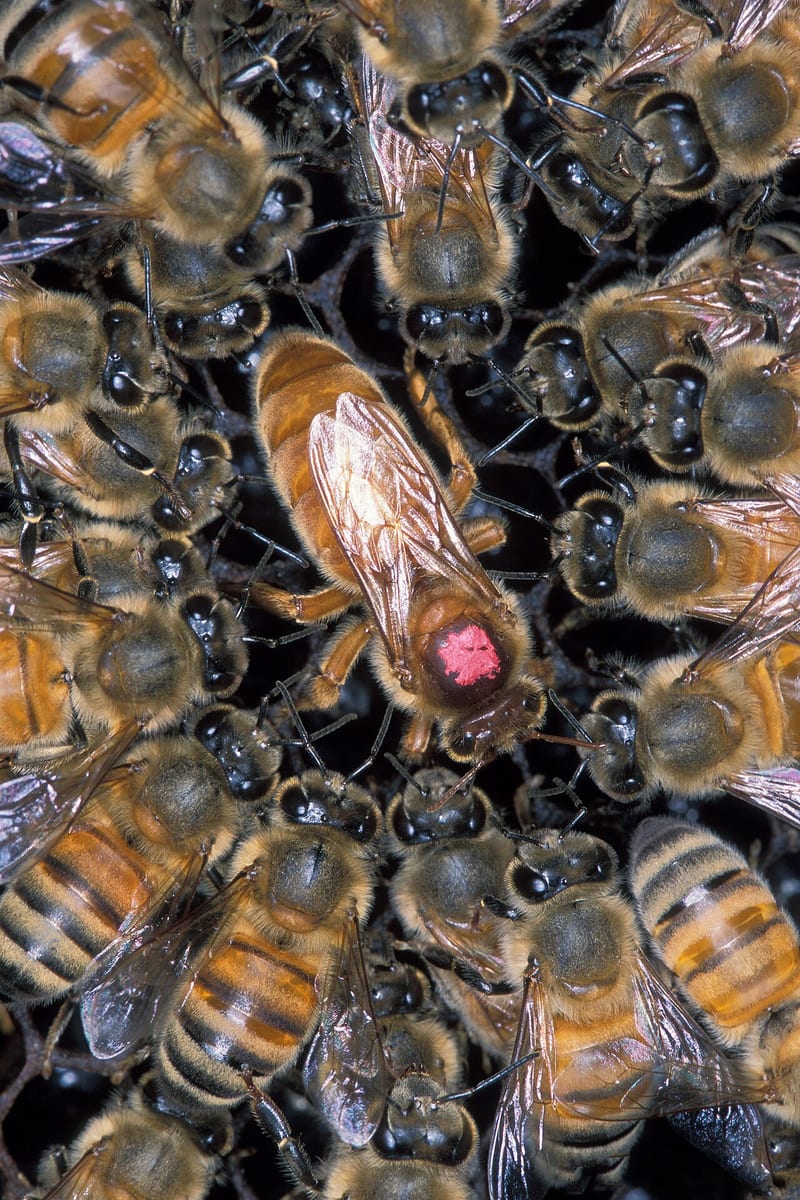Close-up of honey bees crowding dark comb around a larger, longer queen with a red paint dot on her back