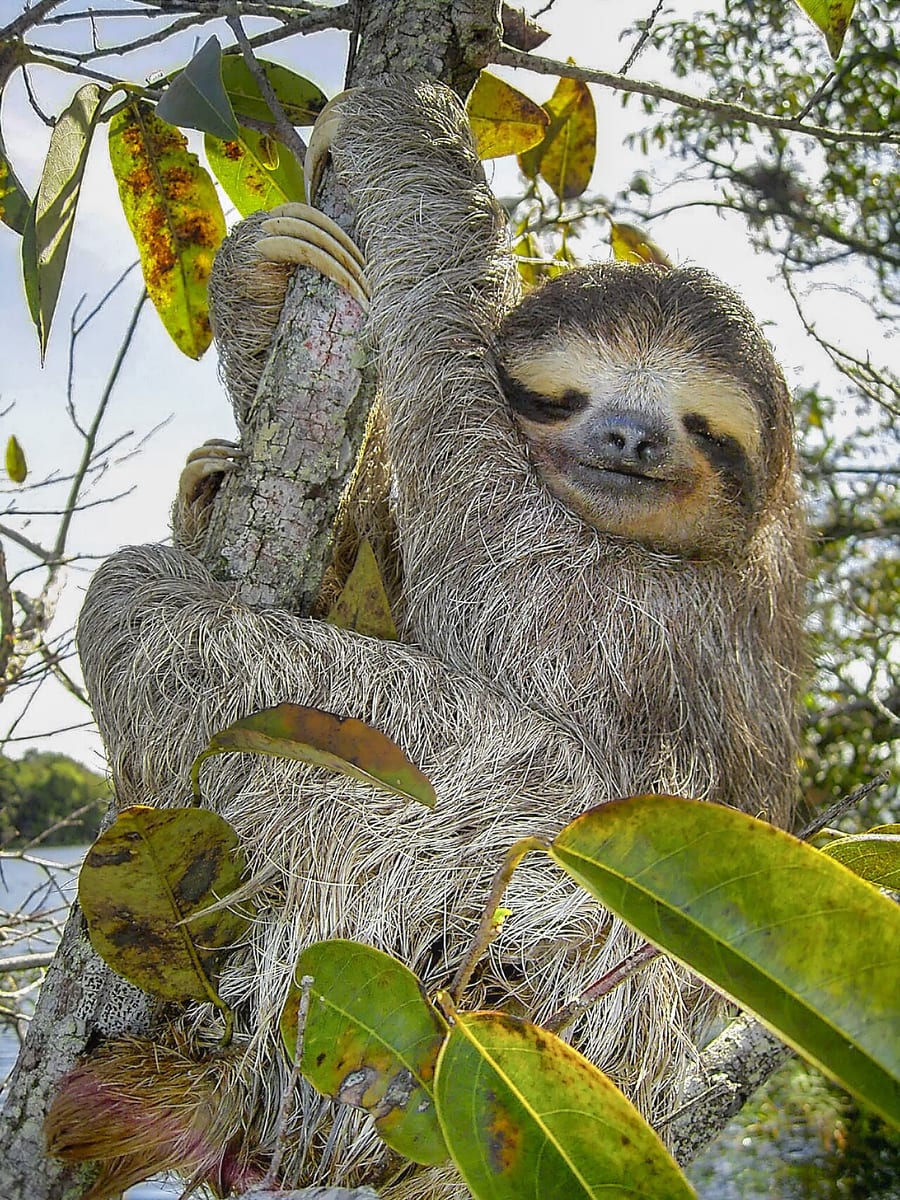 A shaggy grey-brown three-toed sloth hugging a tree trunk among green leaves, eyes closed, its dark eye stripes making it look as if it is smiling